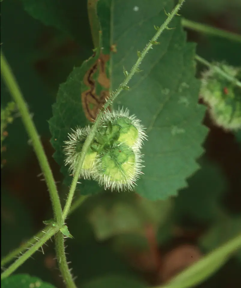 Heartleaf Noseburn (Tragia cordata)