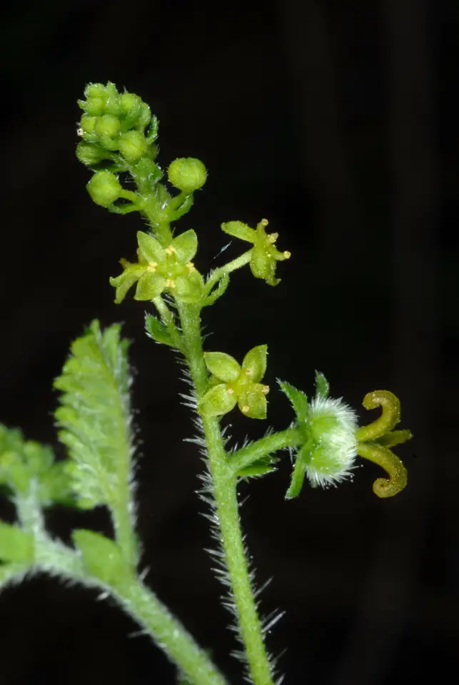 Florida Keys Noseburn (Tragia saxicola)