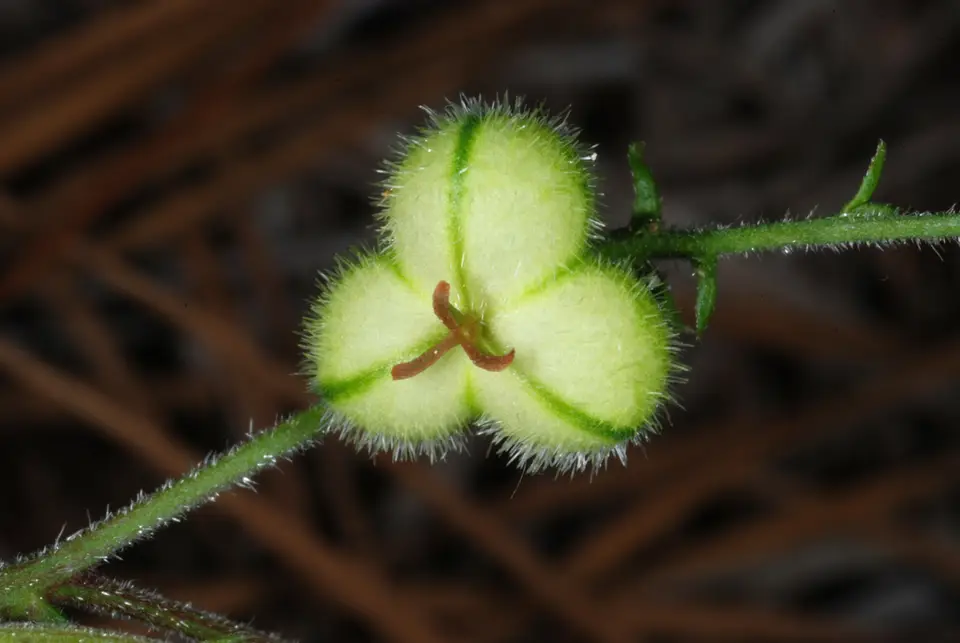 Wavyleaf Noseburn (Tragia urens)