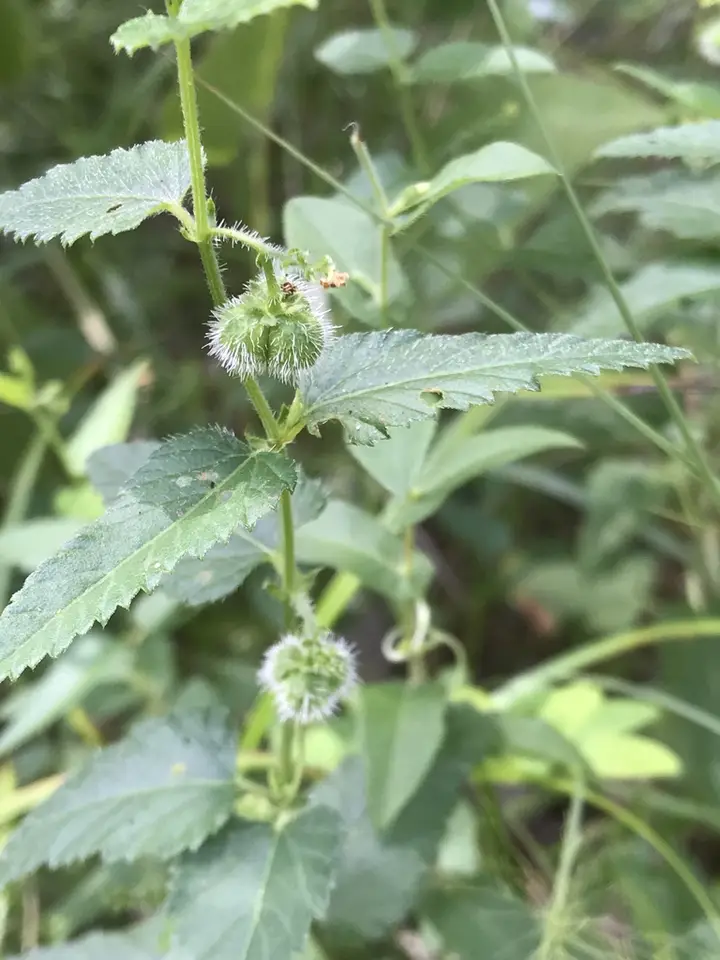 Nettleleaf Noseburn (Tragia urticifolia)