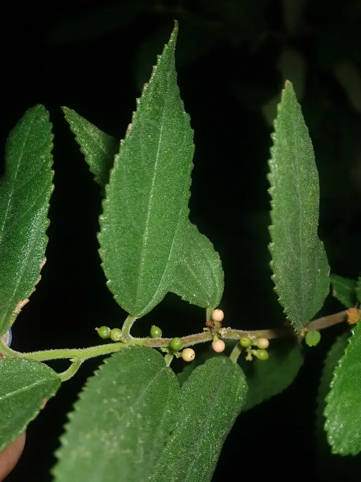 Pain-In-The-Back (Trema lamarckianum)