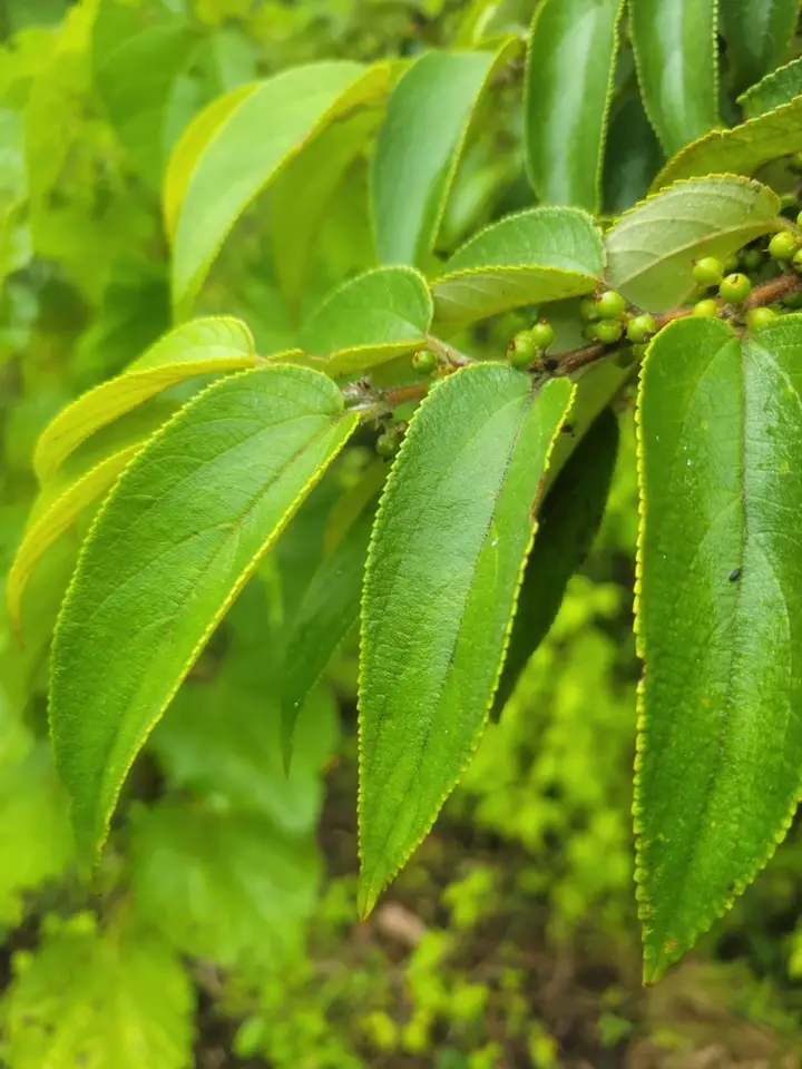 Nettletree (Trema micranthum)