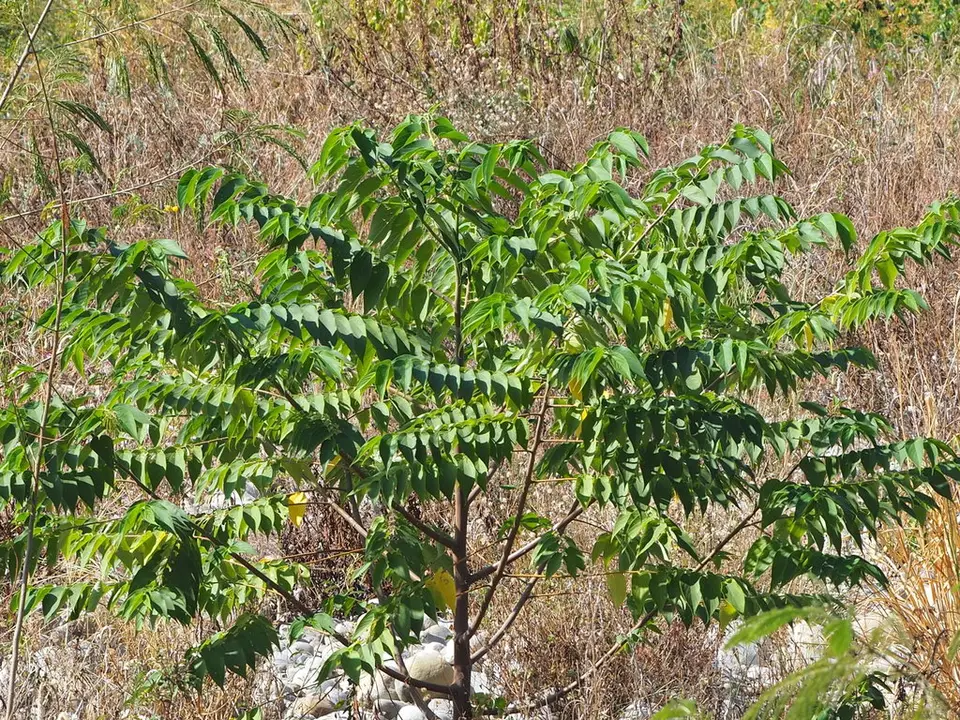 Oriental Trema (Trema orientale)