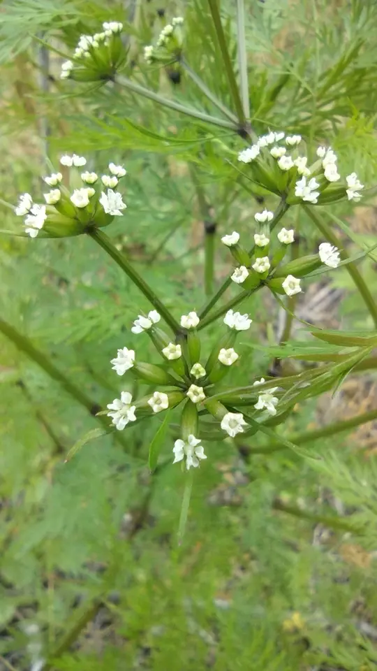 Whitenymph (Trepocarpus aethusae)