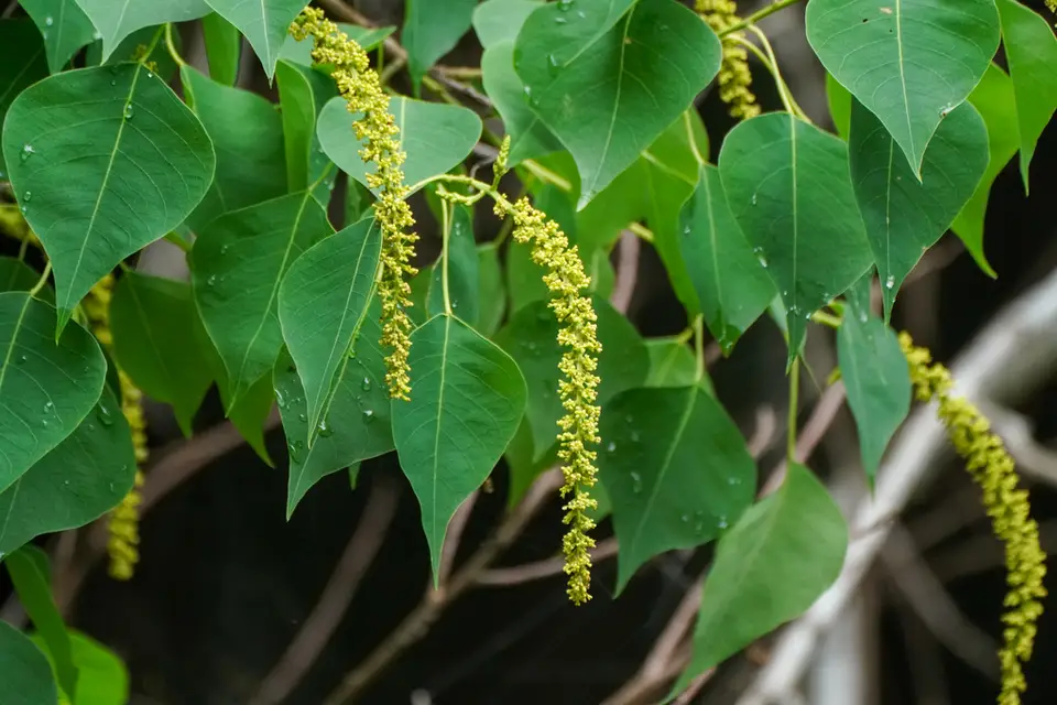 Chinese Tallow (Triadica sebifera)