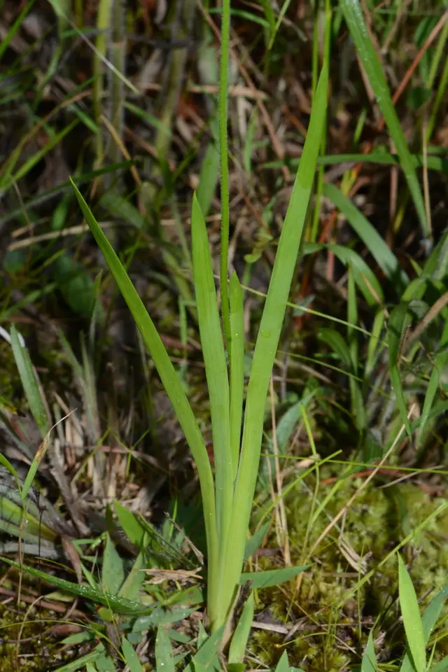 Coastal False Asphodel (Triantha racemosa)