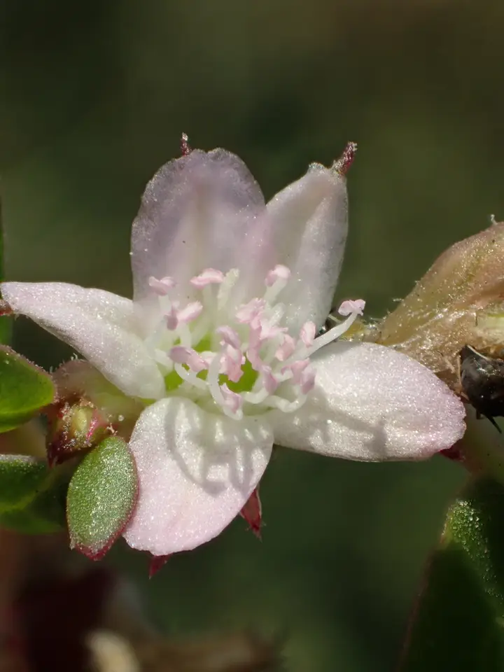 Desert Horse Purslane (Trianthema portulacastrum)