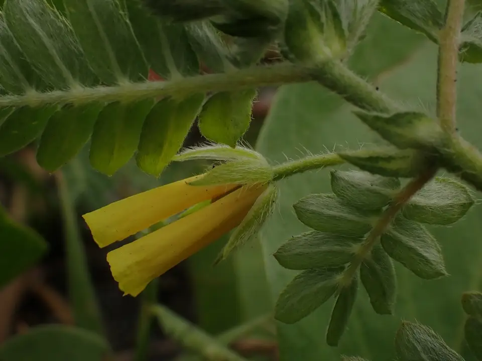 Jamaican Feverplant (Tribulus cistoides)