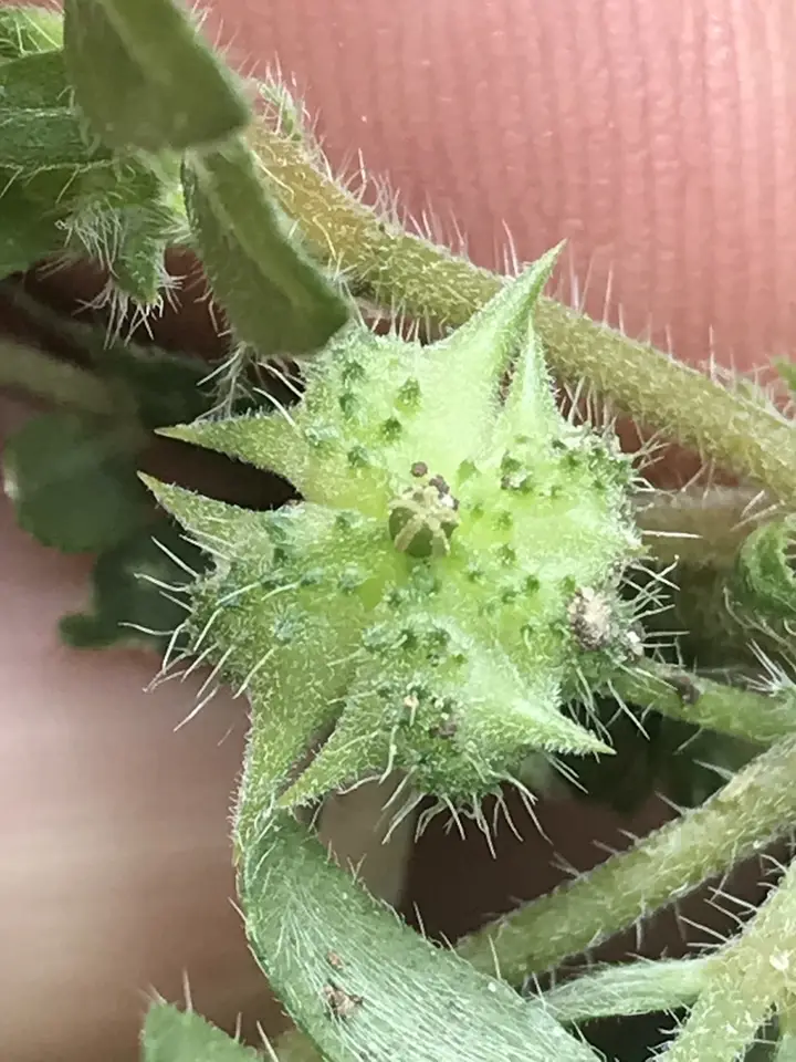 Puncture Vine (Tribulus terrestris)