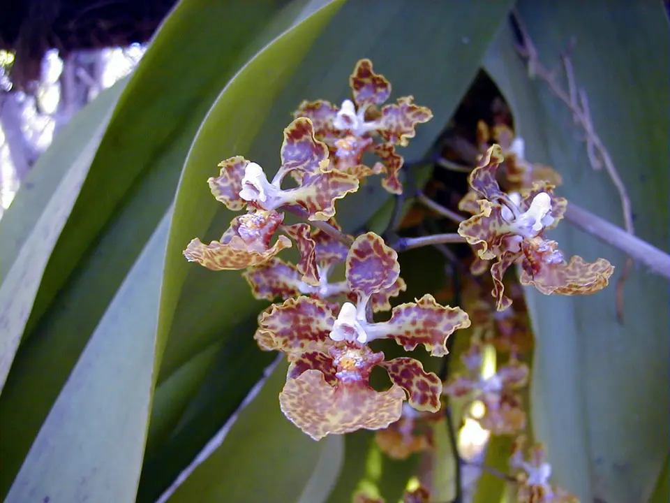 Spotted Mule-Ear Orchid (Trichocentrum undulatum)