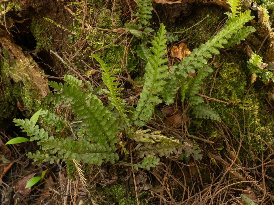 Trichomanes galeottii (Trichomanes galeottii)