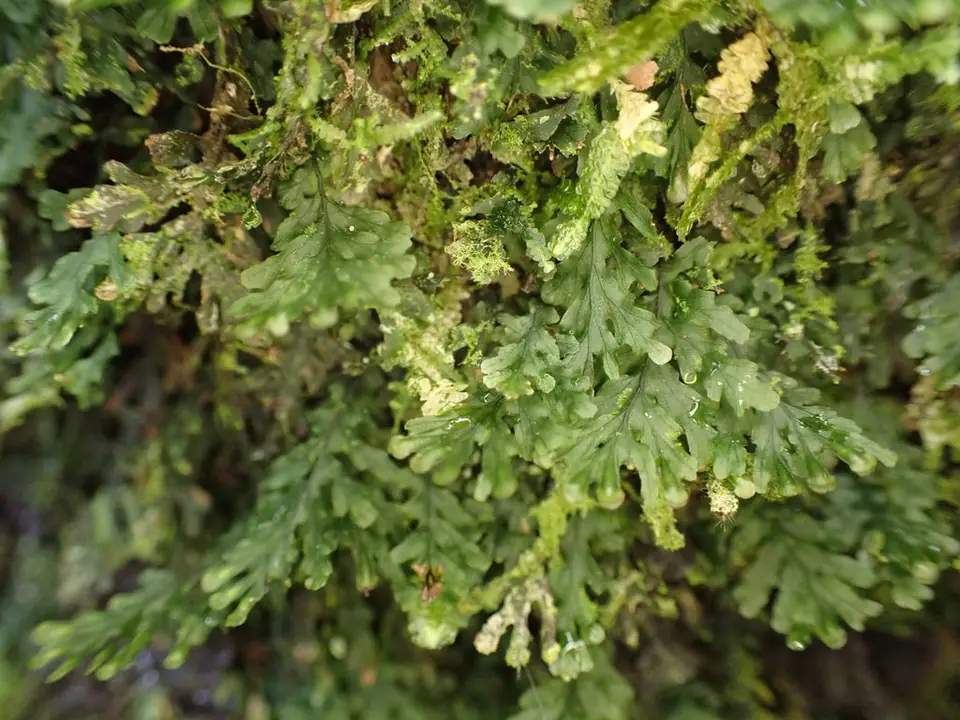 Treemoss Bristle Fern (Trichomanes krausii)