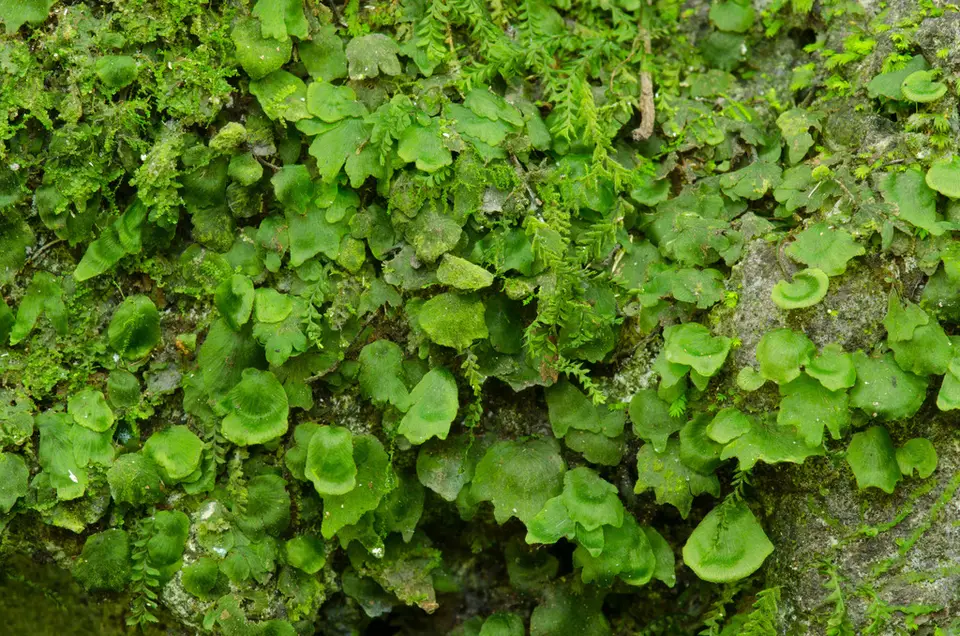 Dotted Bristle Fern (Trichomanes punctatum)