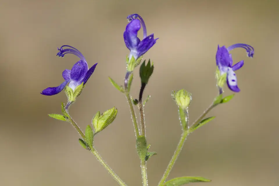 Blue Curls (Trichostema dichotomum)