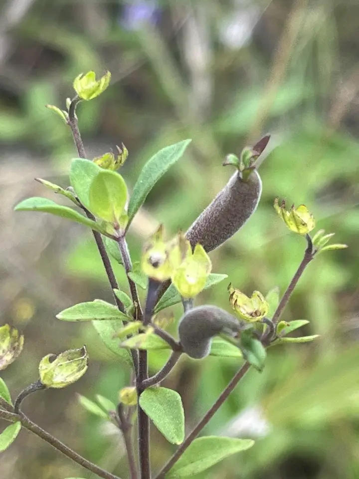 Florida Coastal Bluecurls (Trichostema floridanum)
