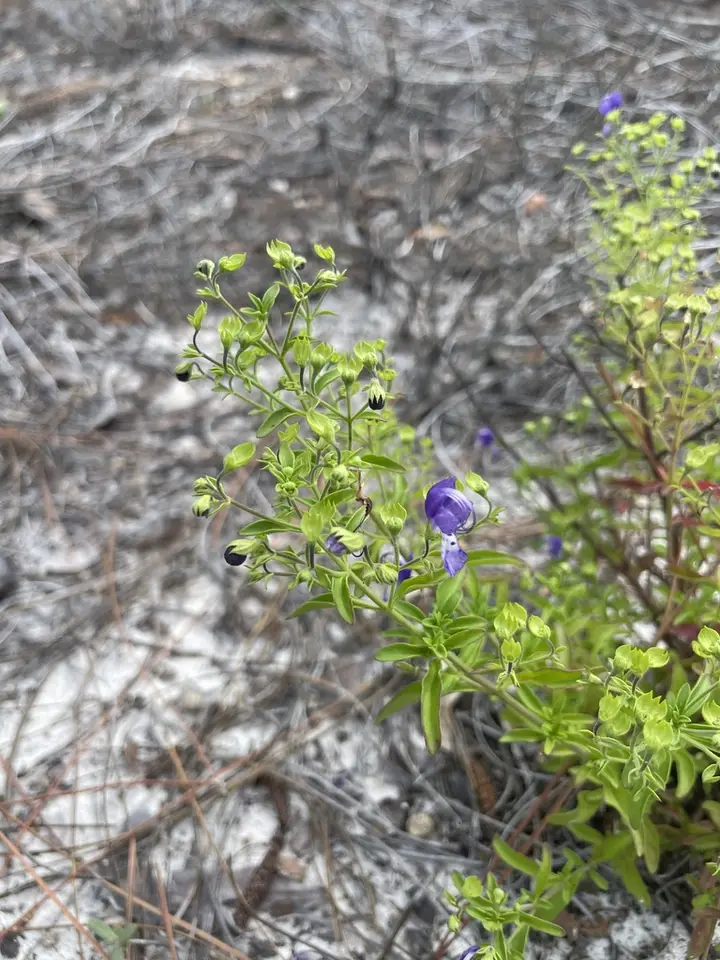 Bushy Bluecurls (Trichostema fruticosum)