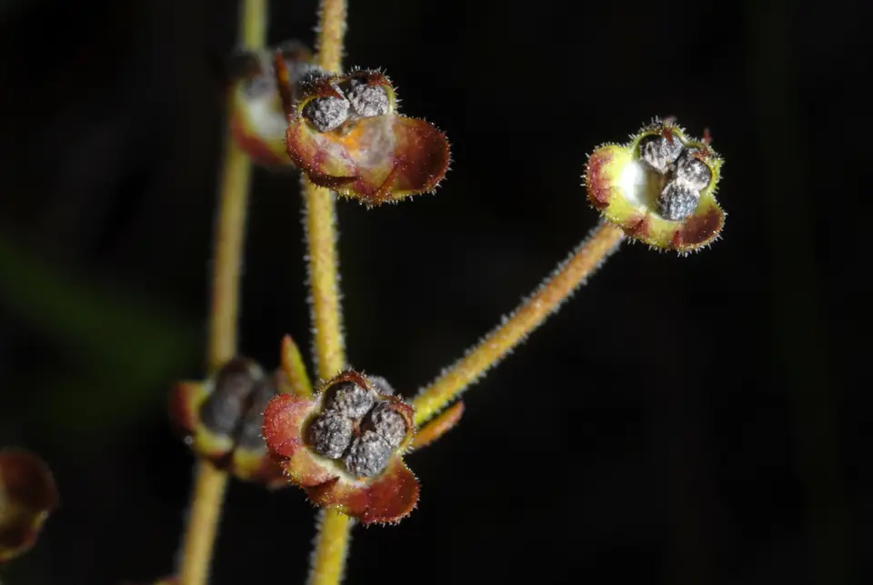 Flatwoods Bluecurls (Trichostema gracile)