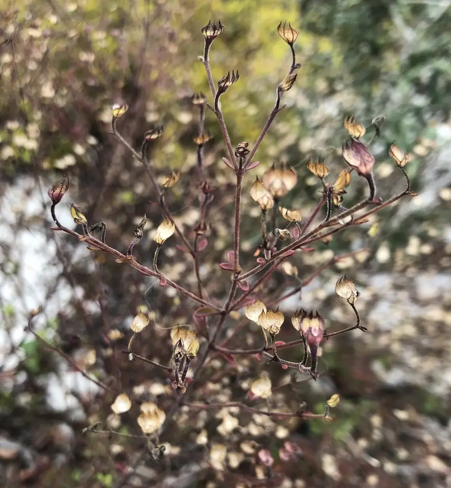 Jobé Bluecurls (Trichostema hobe)
