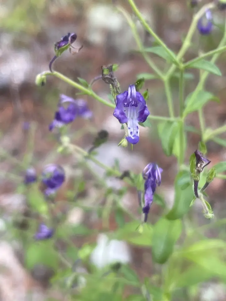Hidden Bluecurls (Trichostema latens)
