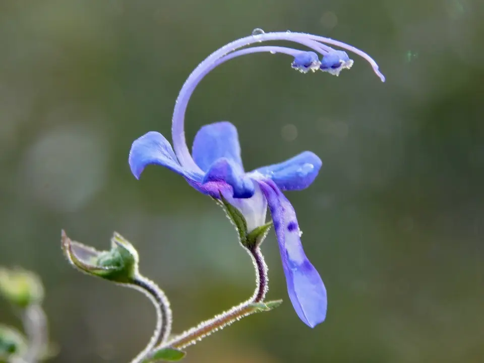 Small-Leaved Bluecurls (Trichostema microphyllum)