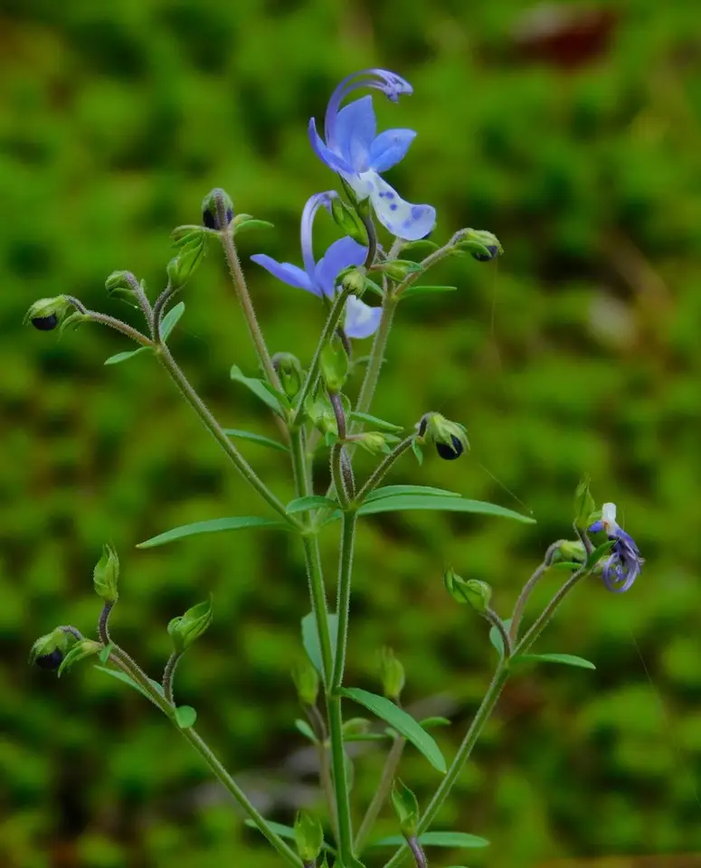 Narrow-Leaf Blue Curls (Trichostema setaceum)