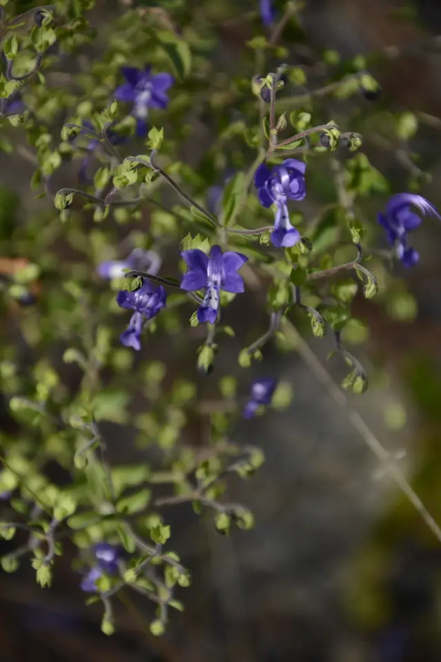 Florida Scrub Bluecurls (Trichostema suffrutescens)