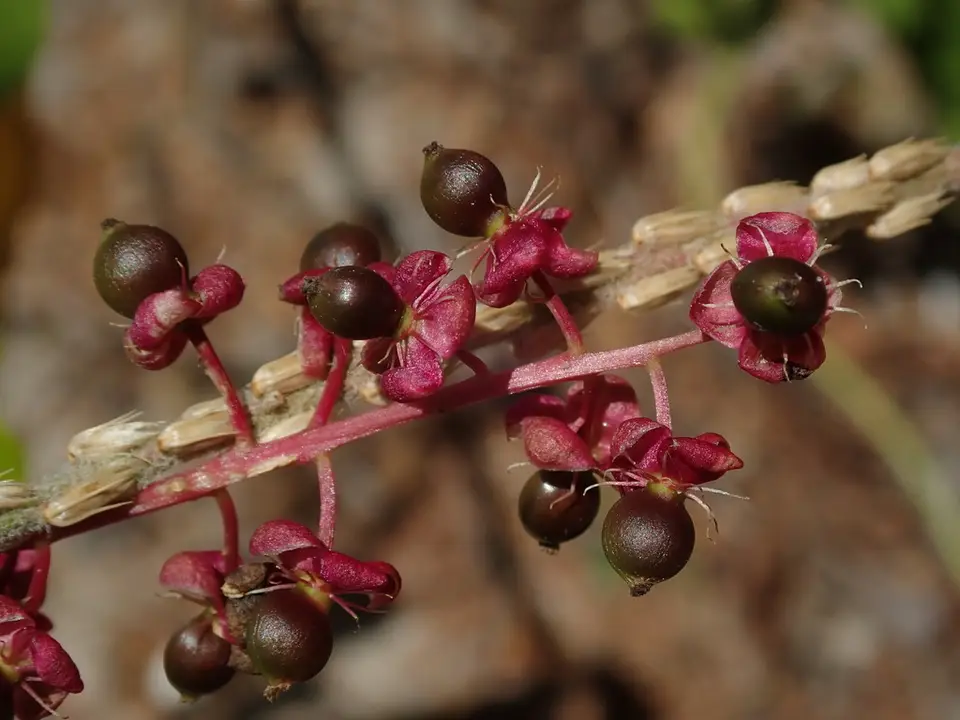 Hoopvine (Trichostigma octandrum)