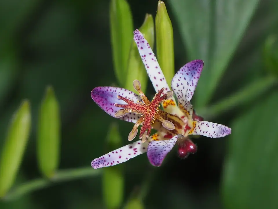 Formosan Toad Lily (Tricyrtis formosana)