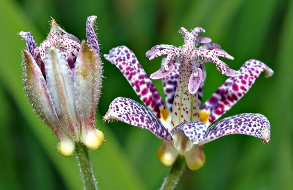Hairy Toad Lily (Tricyrtis hirta)
