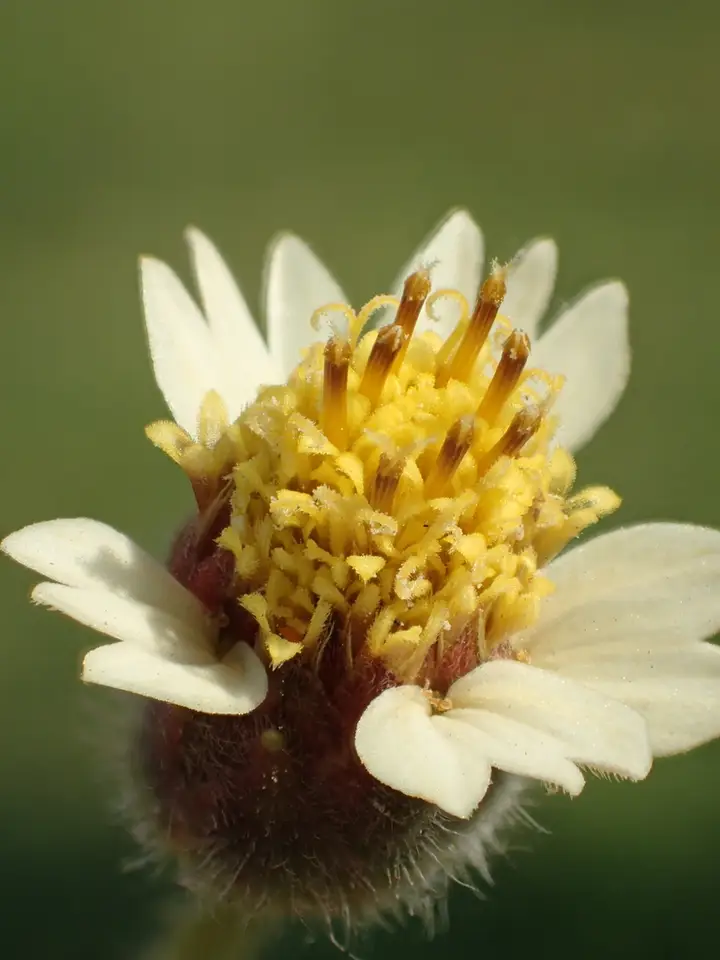 Tridax Daisy (Tridax procumbens)