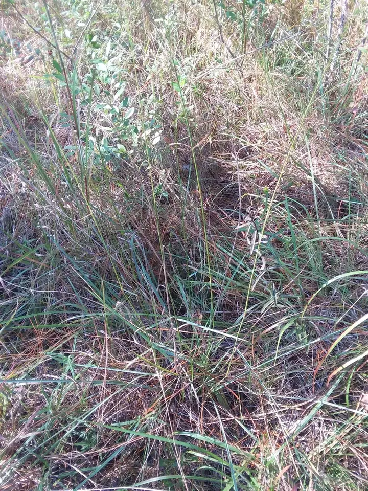 Pine Barren Fluffgrass (Tridens ambiguus)
