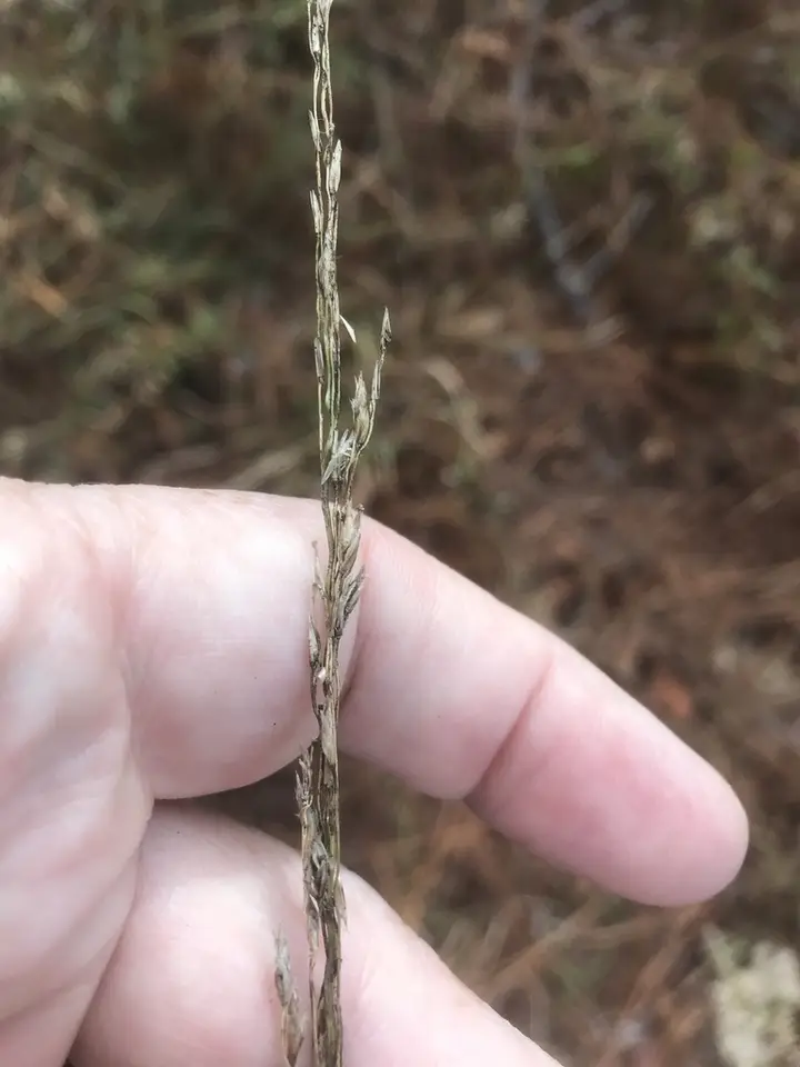 Carolina Fluff Grass (Tridens carolinianus)