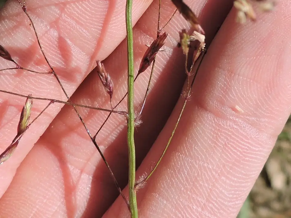 Chapman's Tridens (Tridens chapmanii)