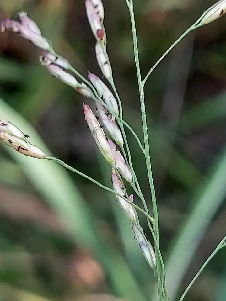 Purpletop Tridens (Tridens flavus)