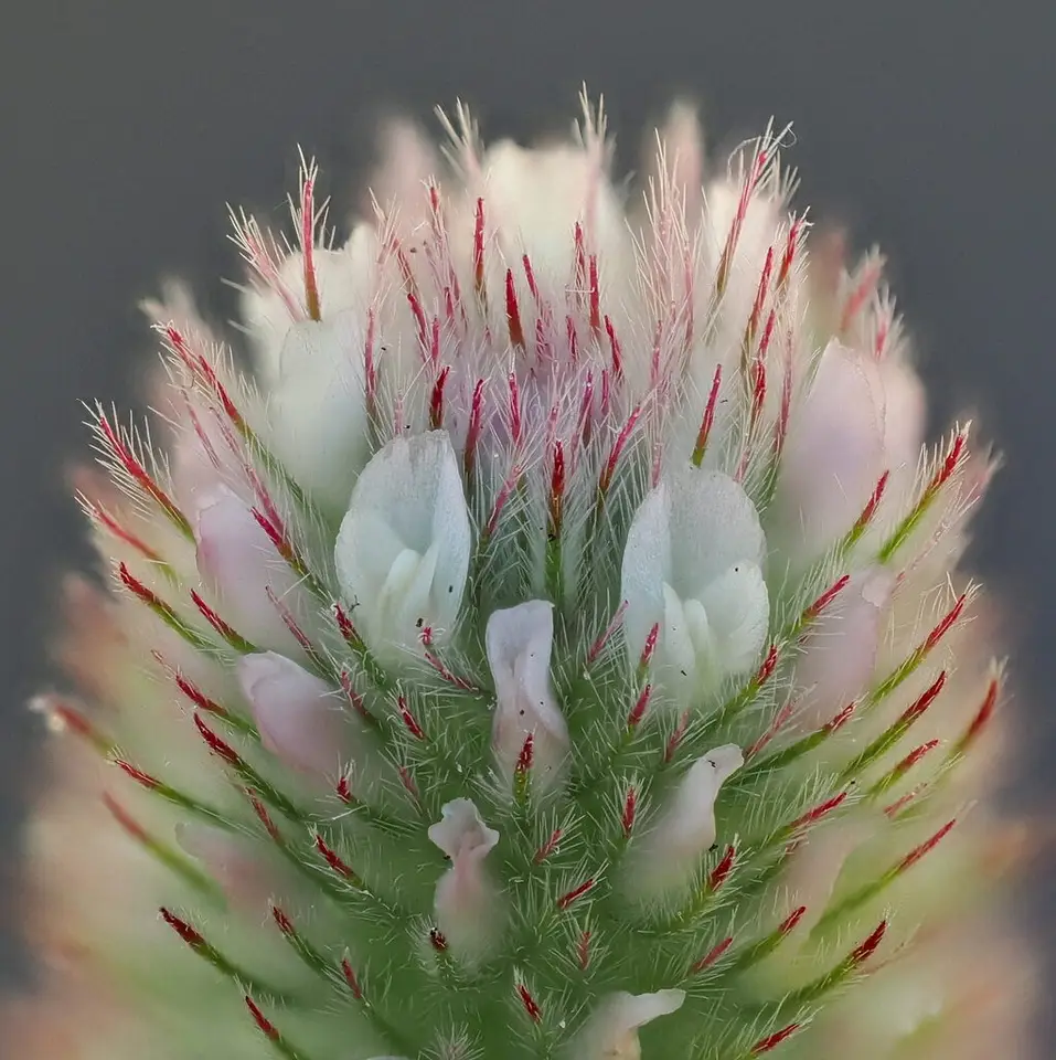 Rabbitfoot Clover (Trifolium arvense)