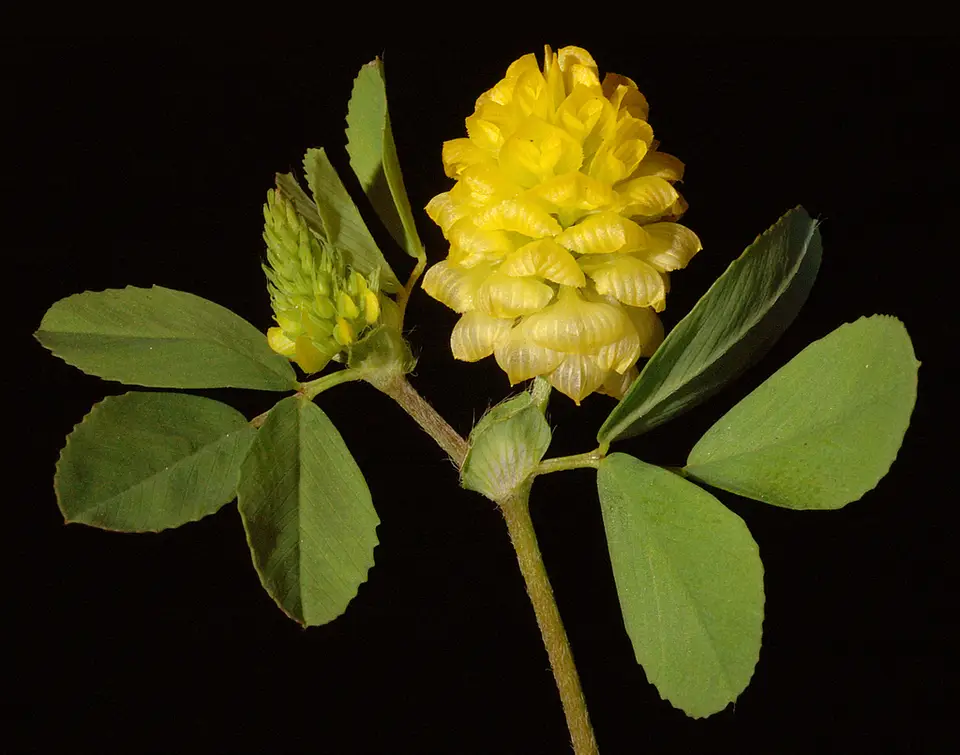 Hop Trefoil (Trifolium campestre)