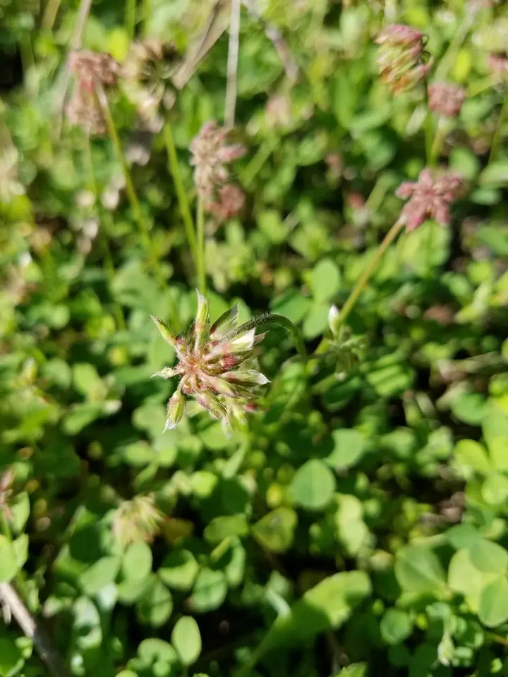 Carolina Clover (Trifolium carolinianum)