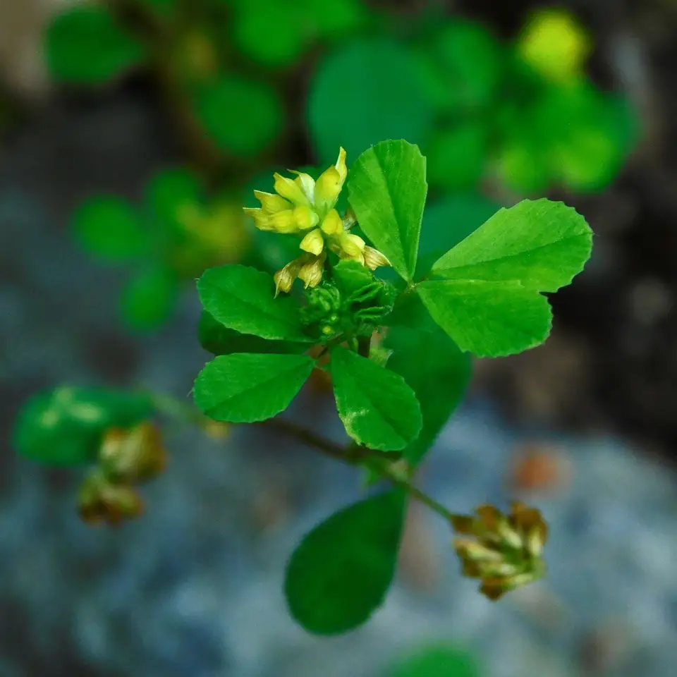Lesser Hop Trefoil (Trifolium dubium)