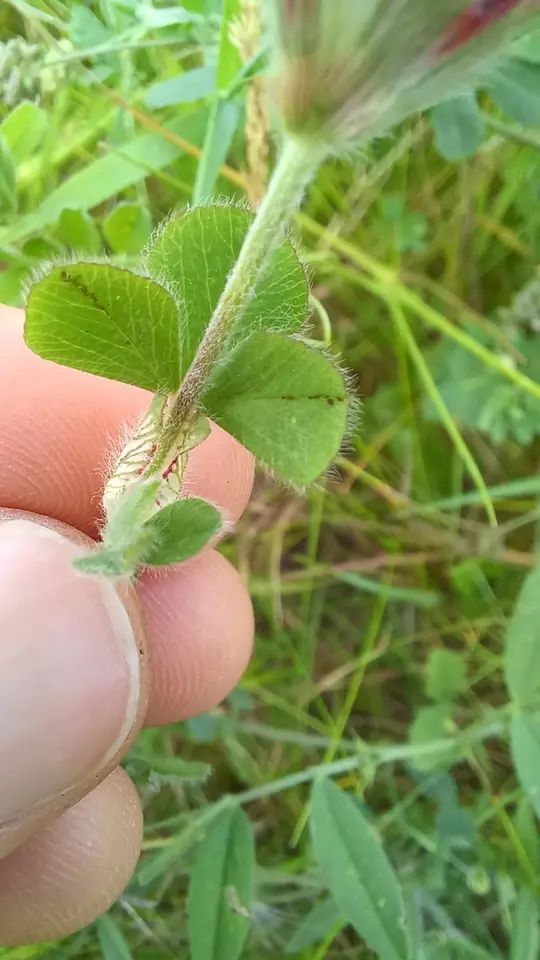 Crimson Clover (Trifolium incarnatum)