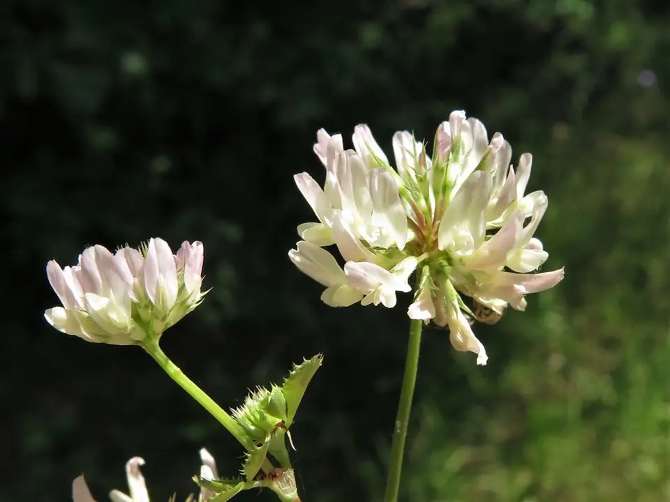 Small White Clover (Trifolium nigrescens)