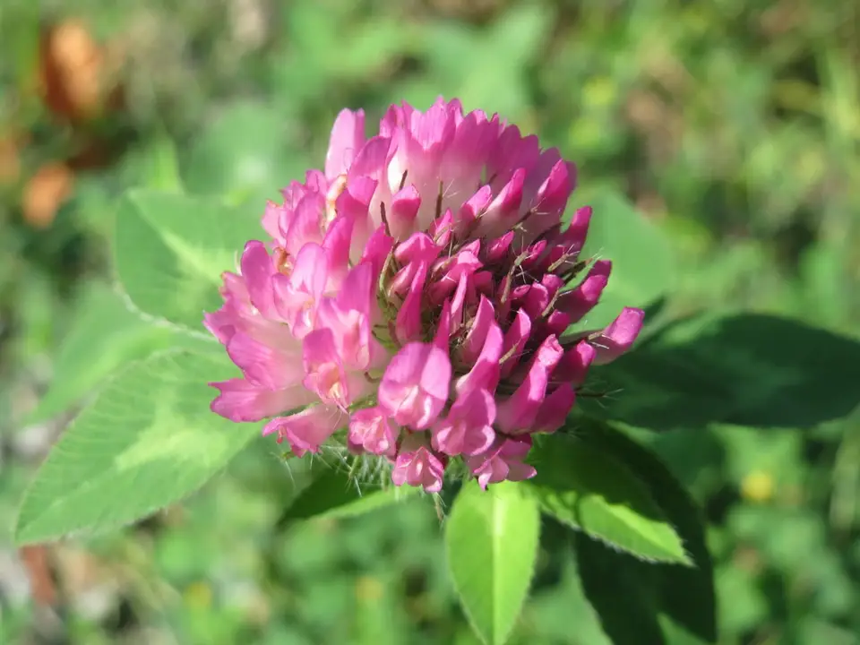 Red Clover (Trifolium pratense)