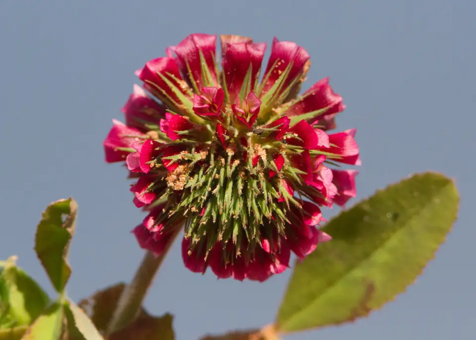 Buffalo Clover (Trifolium reflexum)