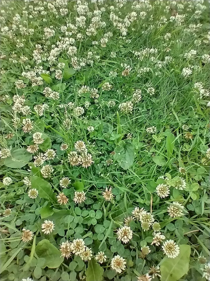 White Clover (Trifolium repens)