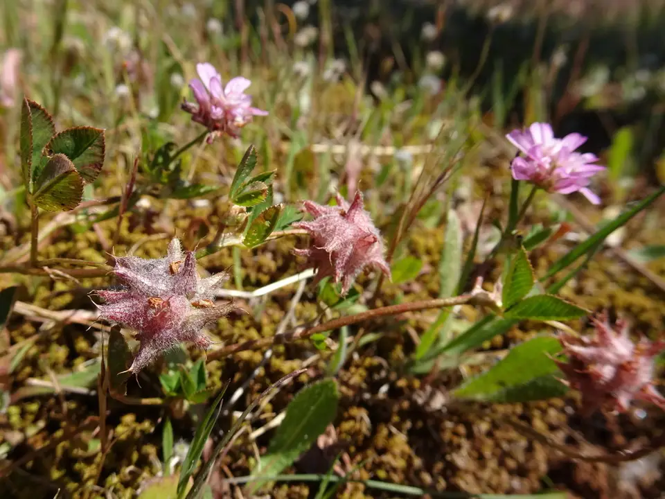 Reversed Clover (Trifolium resupinatum)