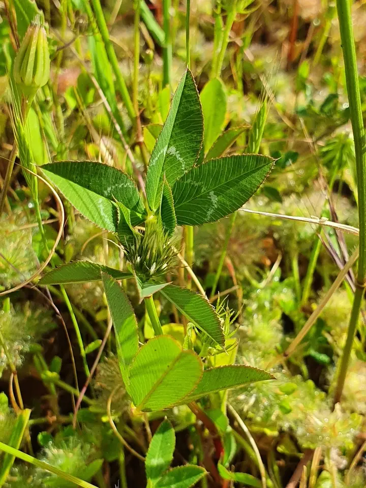 Arrowleaf Clover (Trifolium vessiculosum)