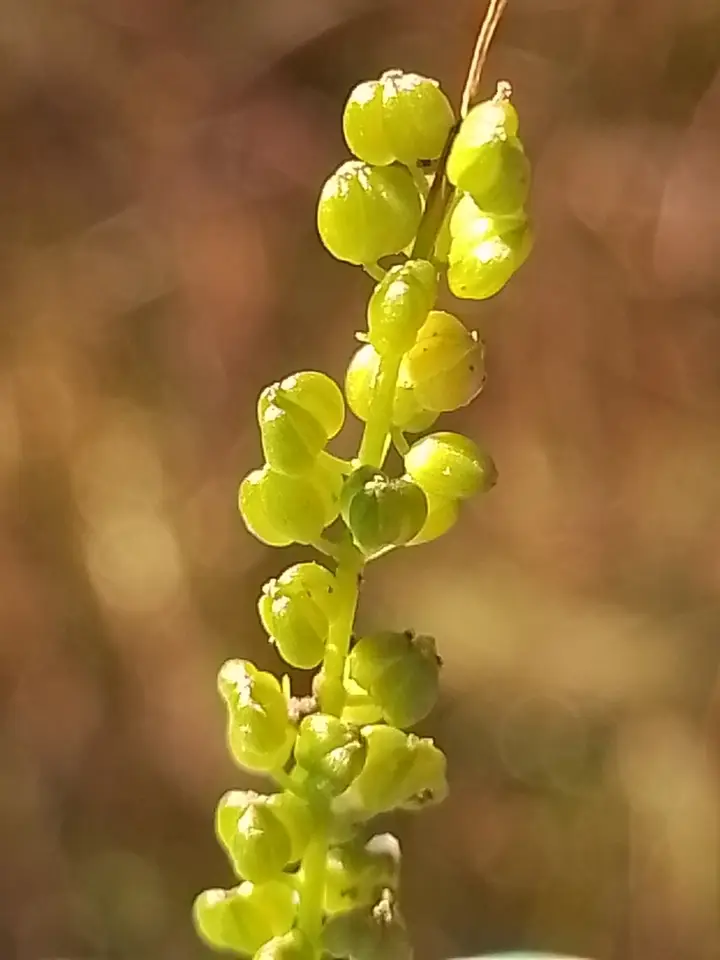 Three-Ribbed Arrowgrass (Triglochin striata)
