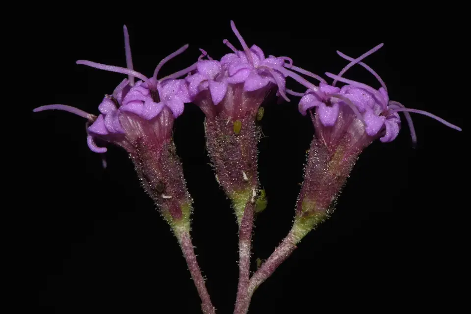 Vanillaleaf (Trilisa odoratissima)