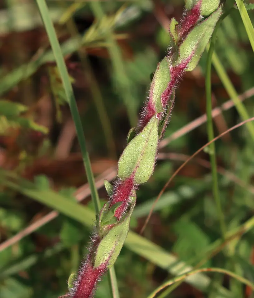Hairy Chaffhead (Trilisa paniculata)