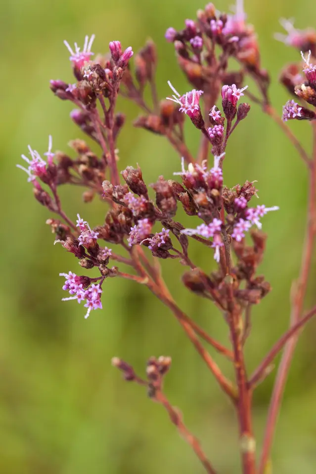 Pineland Purple (Trilisa subtropicana)