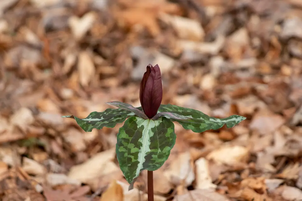 Chattahoochee River Wakerobin (Trillium decipiens)